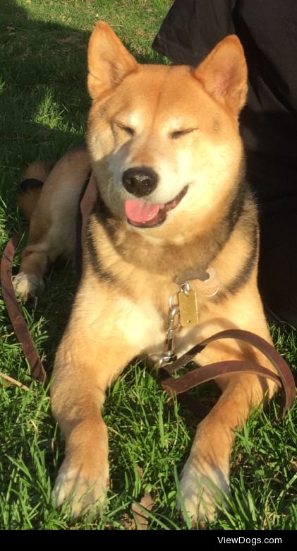 Chewie is an 8 year old, tri-color Shiba Inu. In his free time…