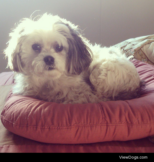 Roxy – 7 years old – Maltese + Shih Tzu