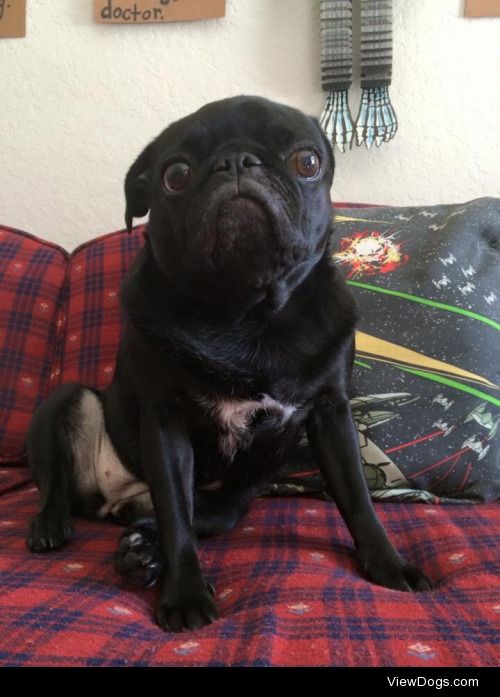 The most handsome of all pugs, Black Pearl!