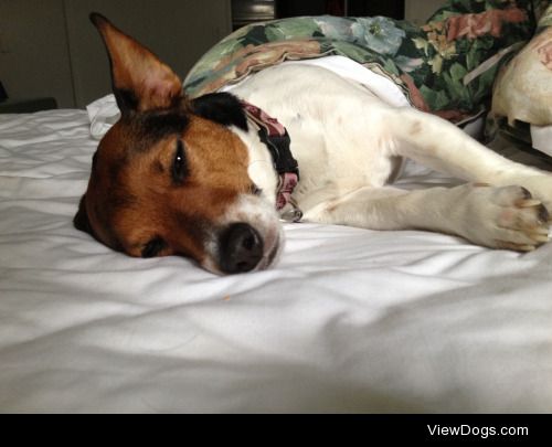 Jackie the Jack Russell. Appropriately named and very sleepy.