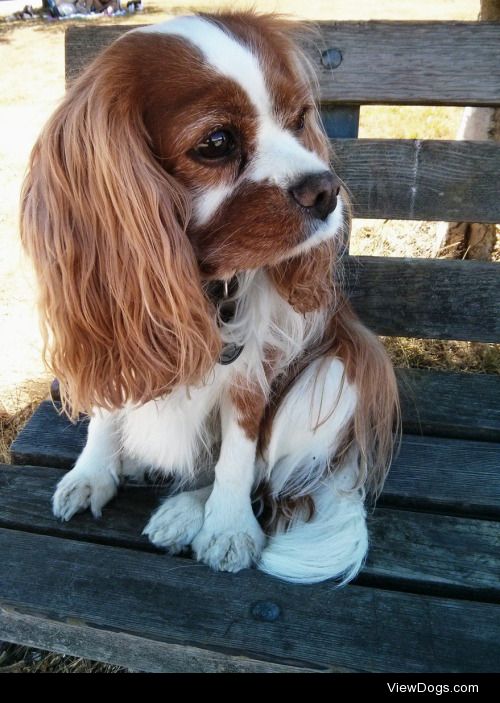 Seamus, 7 yo, Cavalier King Charles Spaniel