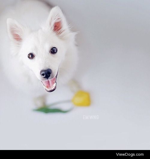 Kokoro the American Eskimo Dog, via emwng.tumblr.com 