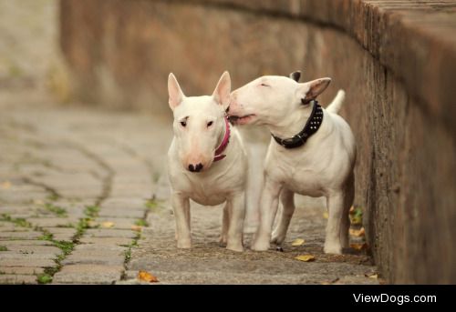 Sweet kiss – Miniatur Bullterrier | Susann Jihlawez