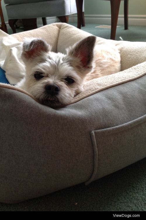 Missy the mutt laying down in her doggy bed.