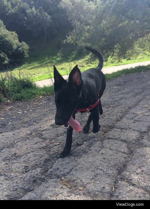 Luna, 8 months old, Lab/Shepard mix