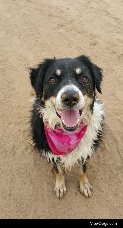 My Border Collie, Sam, at the park.