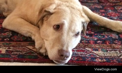 My pensive buddy Silamuta 12.5 yr old Chesapeake bay retriever