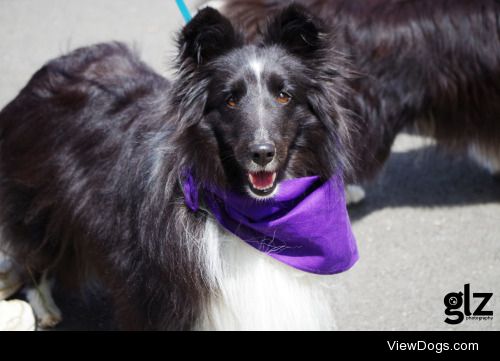 Shetland sheepdog Alice