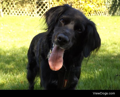 Georgie the Irish red setter x border collie