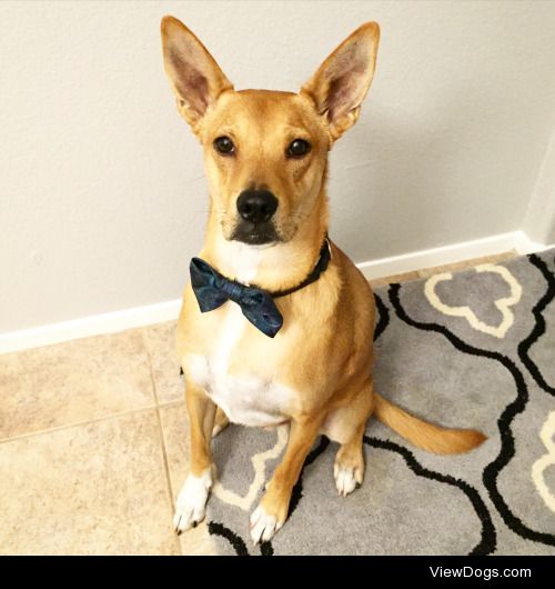 Maximus sporting his new bowtie.