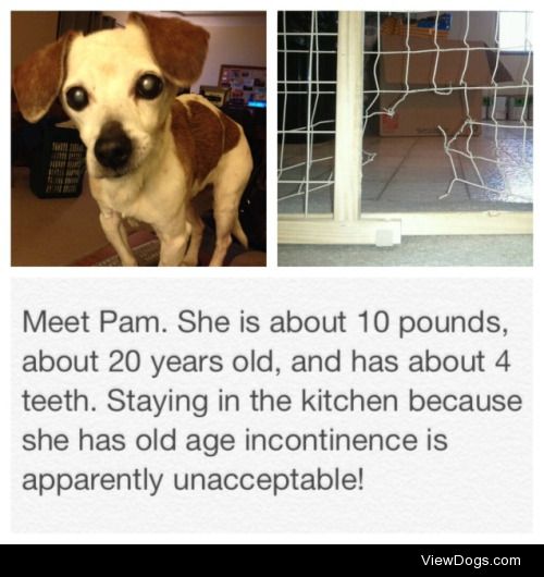 I will not be contained, I’m old!

Meet Pam. She is about 10…