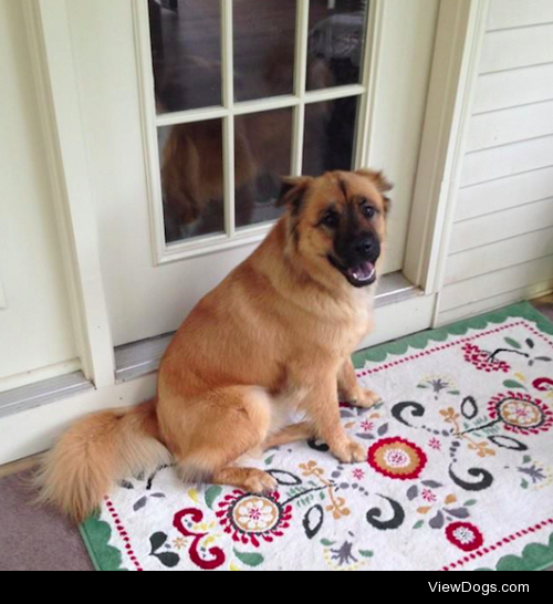 My sweet boy Bear. He’s an almost 2 year old Husky Chow mix….