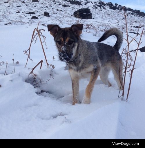 Gluk enjoying the snow (: