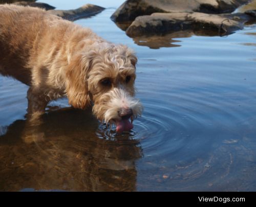 This is my boy, Bertie! Poogle (Miniature Poodle x Beagle)