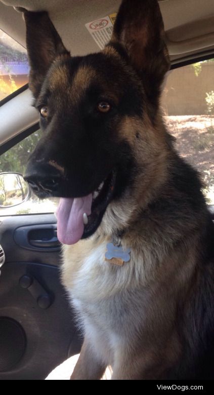*8 month old German Shepard*
Bruno out for a drive