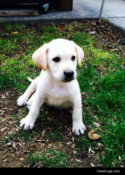 Paco, at 3 months purebred lab