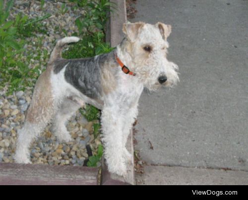 A picture of my Wire-haired fox terrier named Trigger (photo…