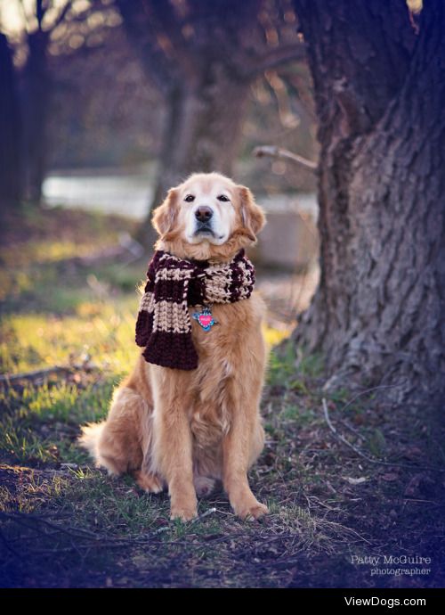 everybodyloveswillie:

Willie loves to wear a scarf! He’s…