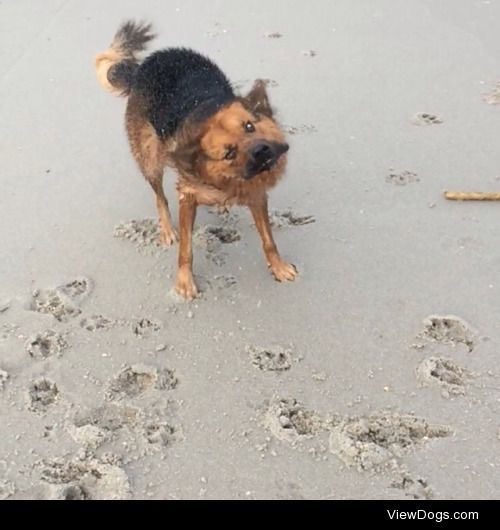 This is my majestic baby Luna mid-shake! She loves running over…