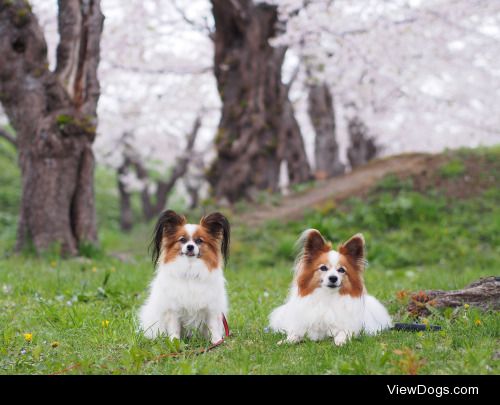 SAKURA 2013 | momo papillon