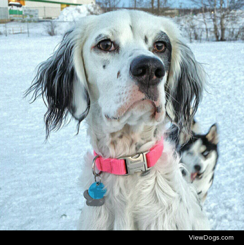 Remmy, my field/hunting type english setter and her buddy…