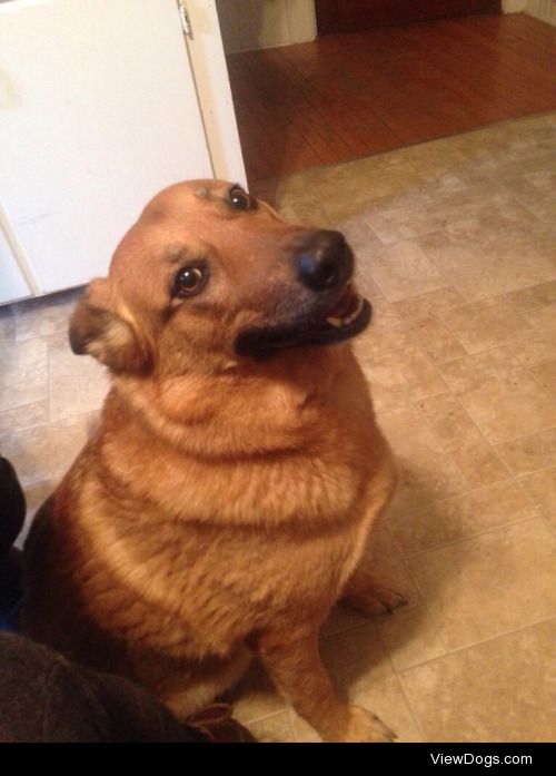 My dad’s dog Sookie and my dog CC! The most handsome…