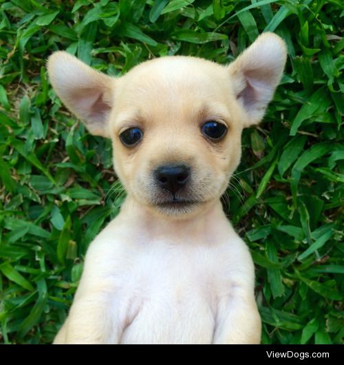 BMO the chihuahua puppy on a warm summer day