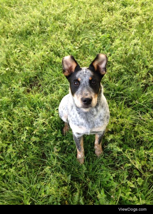 My lil stud posing at the discgolf course. Earl – 6 months -…