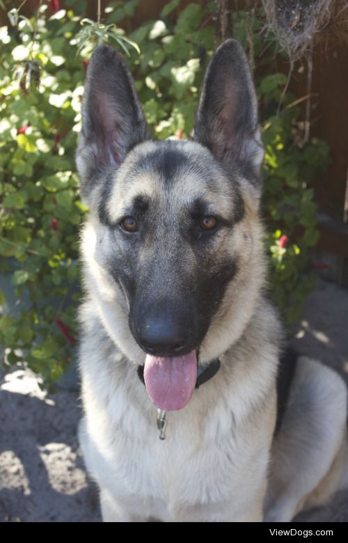 Baldur is a fourteen month old GSD, puppy mill rescue, and my…