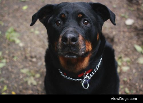 Rotties have always been my favorite breed. This is Missy. She…