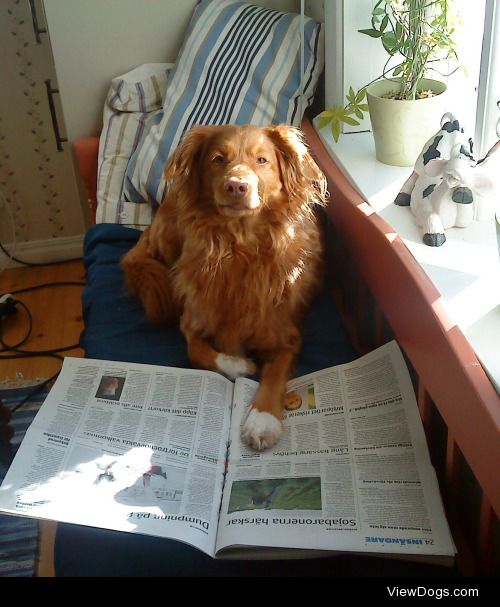 My precious Toller pup Akela reading the morning paper