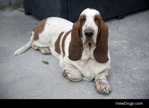 Digby relaxing in St Fort s/Gironde | Jon Buscall