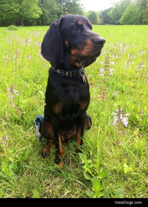 My handsome Black and Tan coonhound Ezekiel. His eyebrows and…