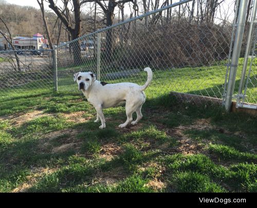 Toph // 8yo // AmStaff mix
see more at…