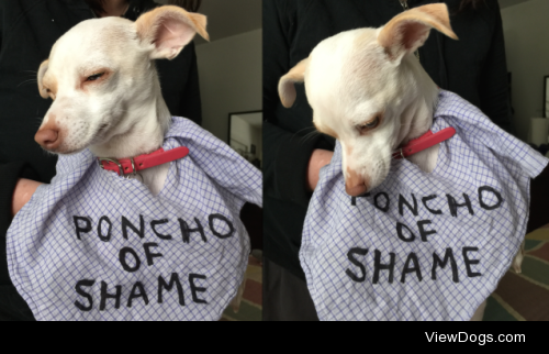 Poncho of Shame

My name is Butter. I like to sneak into my…