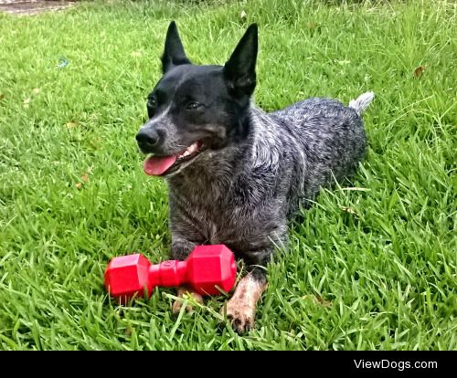 My 4 year old Cattle dog Jessie relaxing after a bit of a work…