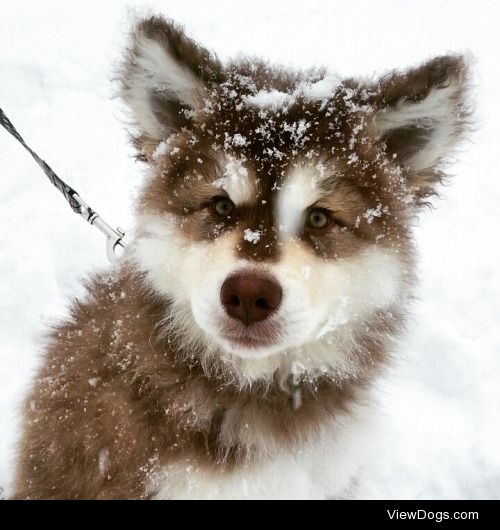 My Ronin as a puppy, loving the snow. Doing what Alaskan…