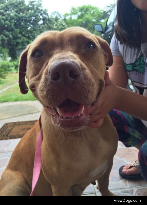 Honey is a 1 year old rednose pitbull! 