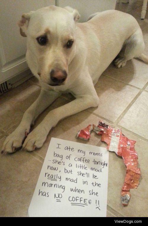 Someone needed a late day “pick-me-up”!

Murray ate his moms bag…