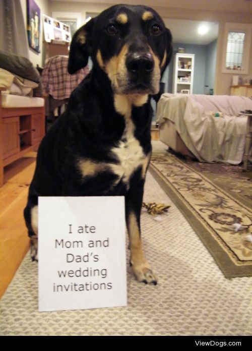 The Best Man

I ate Mom and Dad’s wedding invitations….