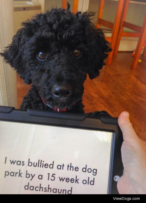 Watch out for scary puppies

Milo, the 2 year old poodle, has…