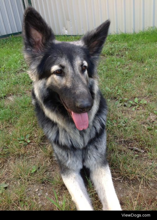 Shiloh Shepherd (Mimzy the Barn dog) that I took at my local…