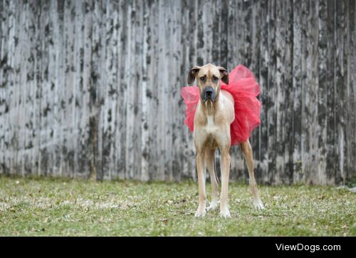 the reluctant ballerina | mike fiddleman