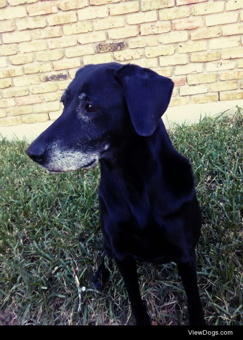 My majestic lab mix, Luna. She’s 10 years old but still full of…