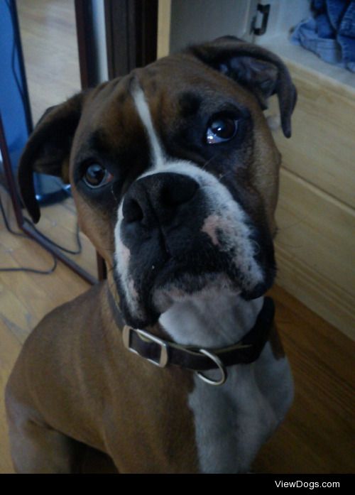 This Carlos he’s a 4 year old boxer