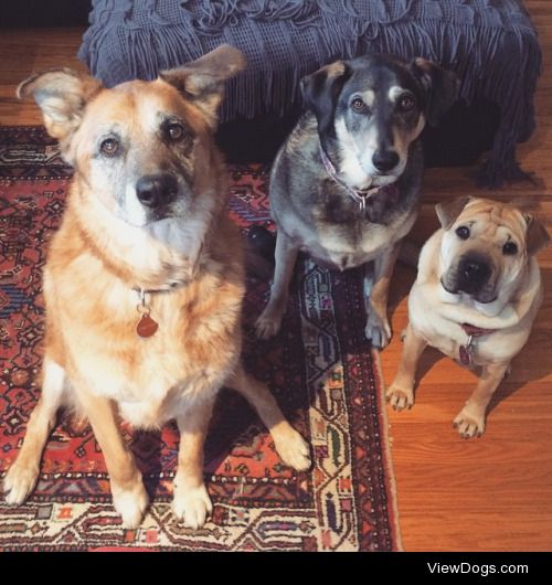 My sweet lil mutt nuggets – Stratton, Nico, and Lou….