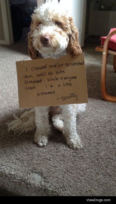 Canine Carpet Installers

I chewed and/or scratched this until…