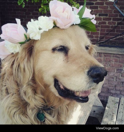 My dog Charlie sporting a flower crown :)