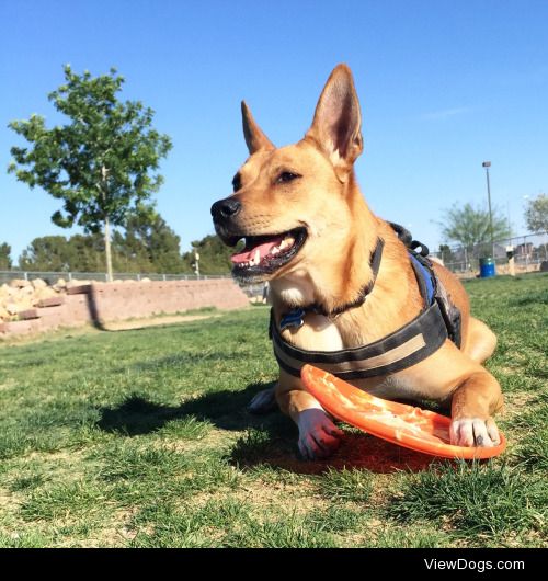 Candid at the dog park!