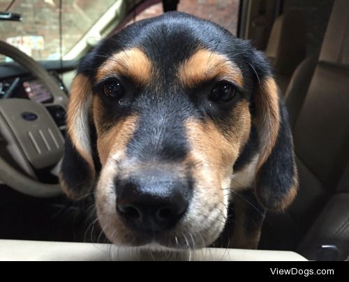 Taz – 12 week old Blue Heeler/Beagle rescue.
